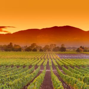 A Curated Google Map of Southwest Sonoma County, CA (30+ Saved Places)